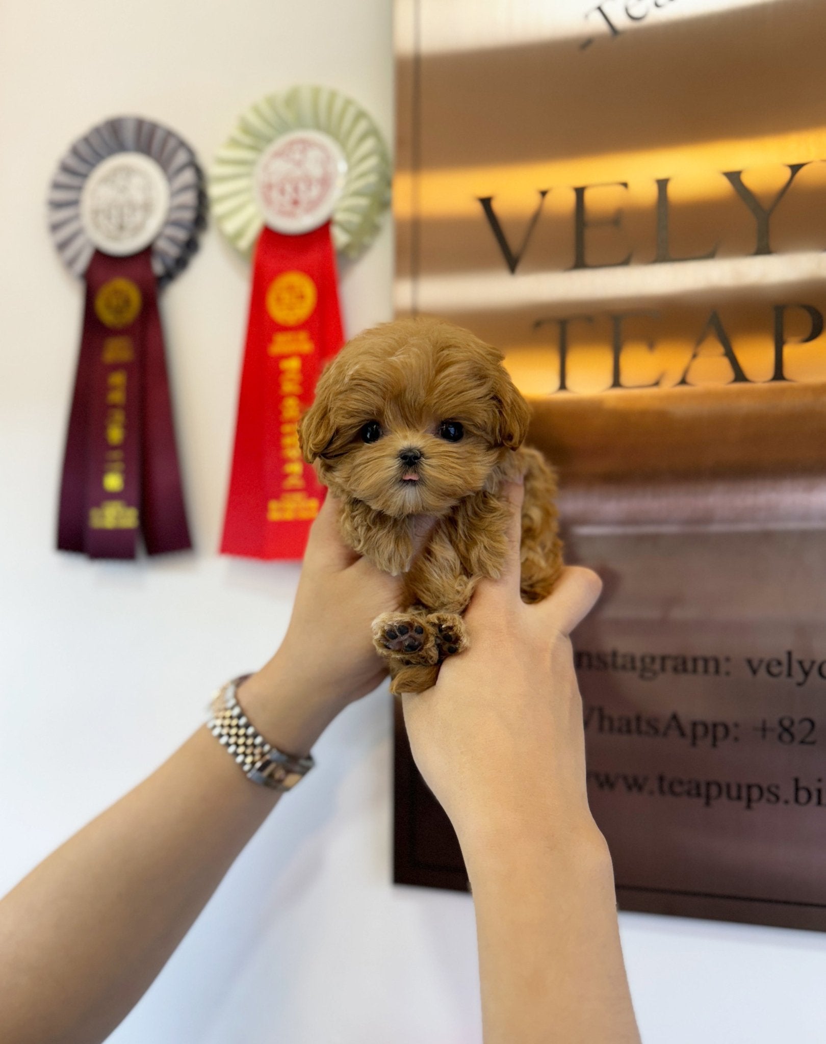 Maltipoo - Chipo(Female) - Beautiful puppy teacup puppy with adorable features available for adoption from Velydog