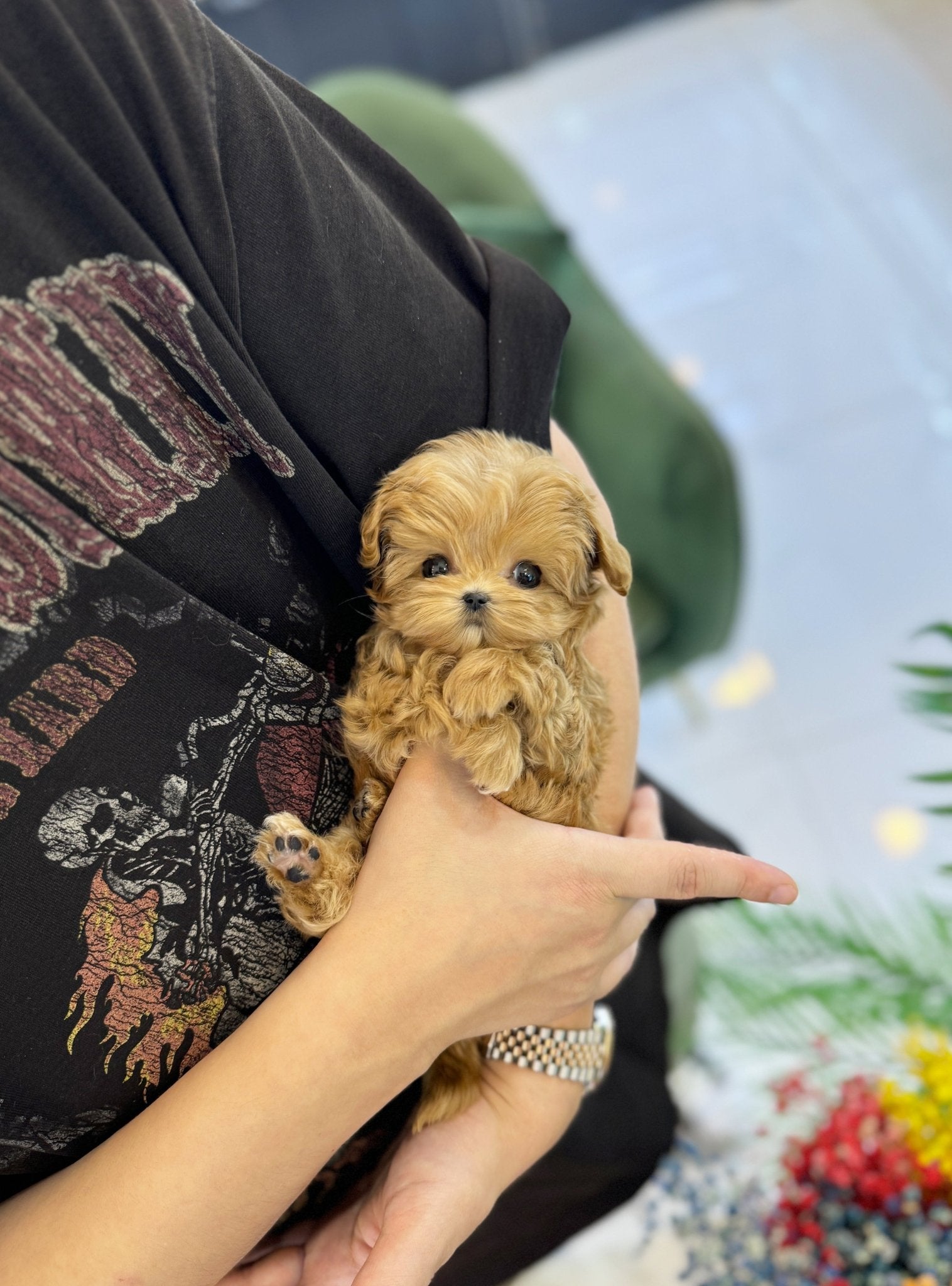 Maltipoo - Chipo(Female) - Beautiful puppy teacup puppy with adorable features available for adoption from Velydog