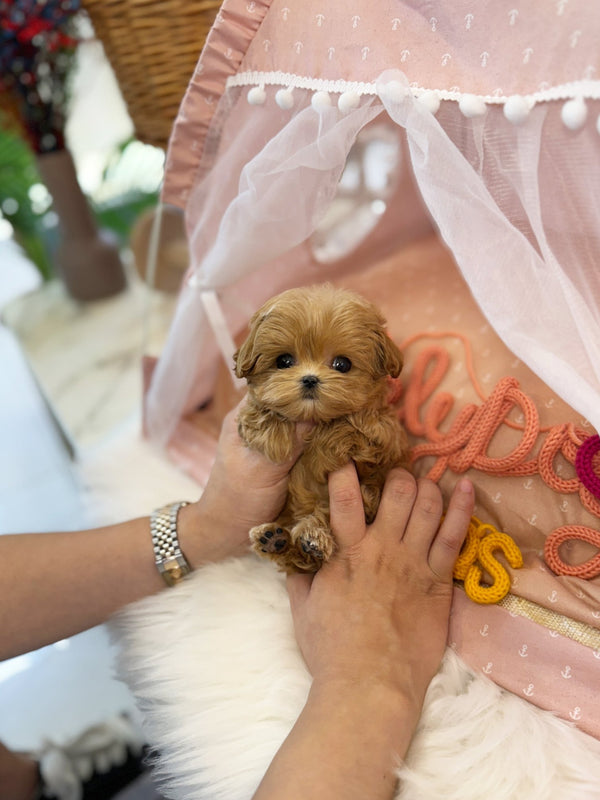 Maltipoo - Chipo(Female) - Beautiful puppy teacup puppy with adorable features available for adoption from Velydog