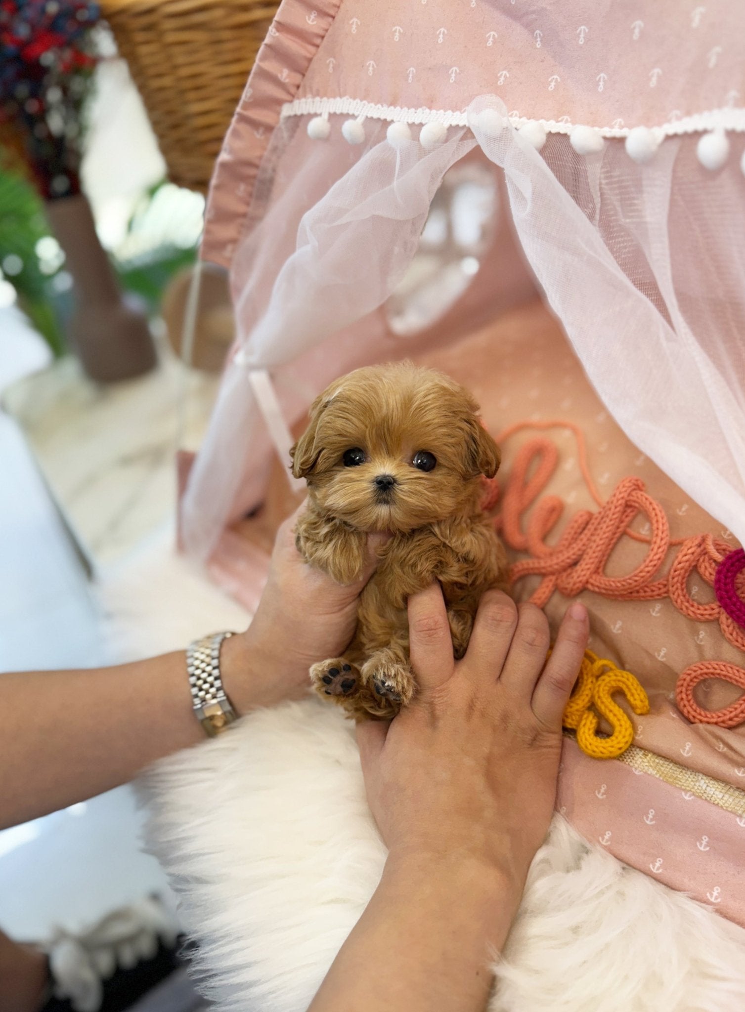 Maltipoo - Chipo(Female) - Beautiful puppy teacup puppy with adorable features available for adoption from Velydog