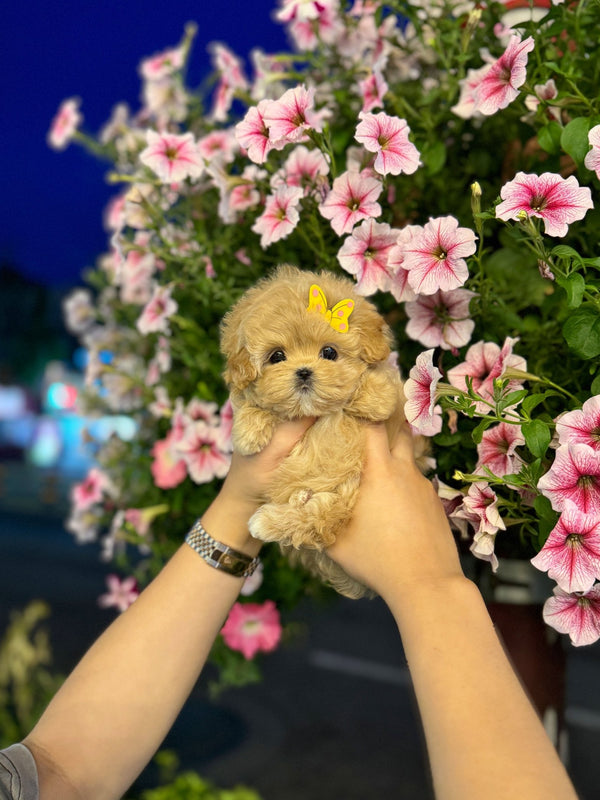 Maltipoo - Chloe(Female) - Beautiful puppy teacup puppy with adorable features available for adoption from Velydog