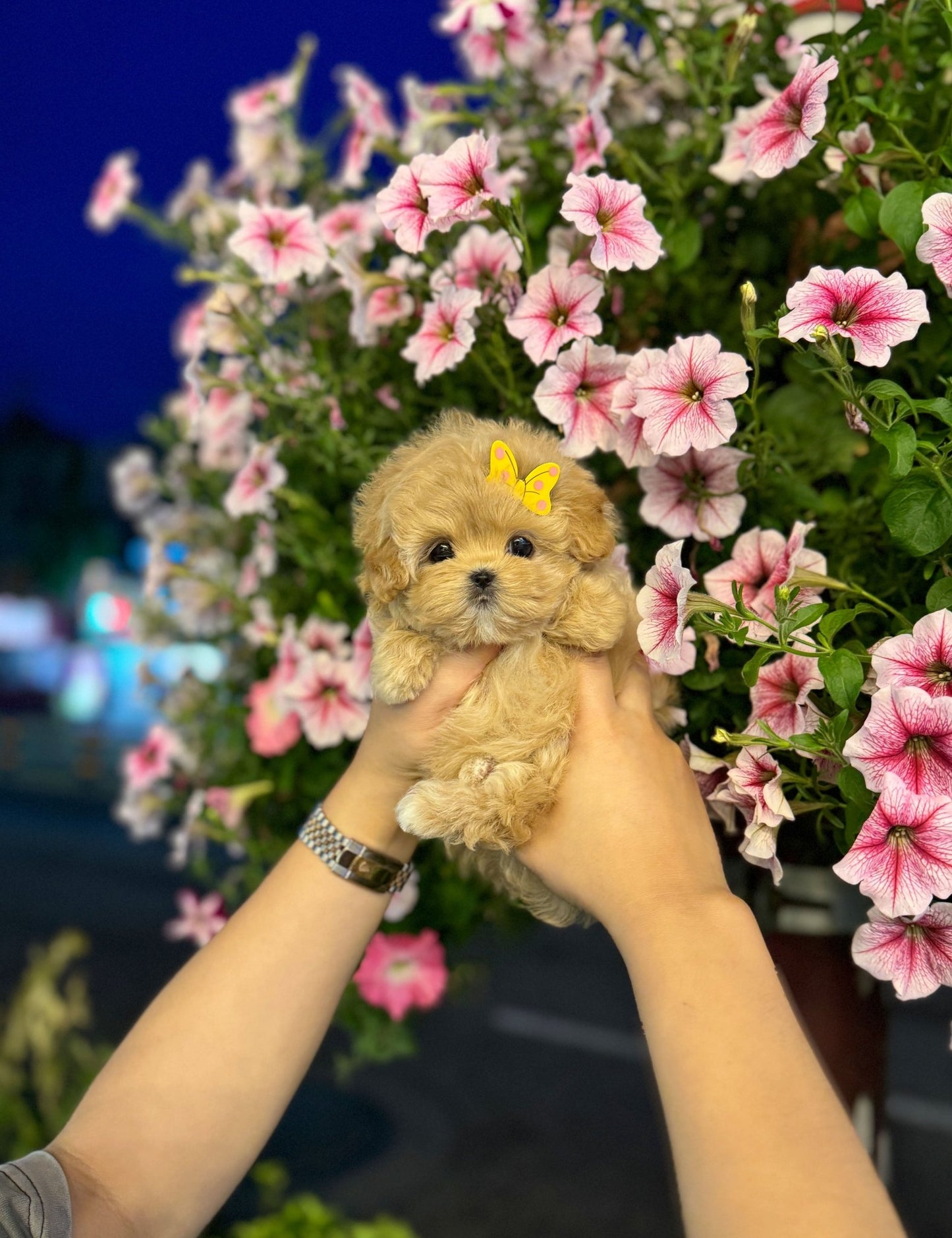 Maltipoo - Chloe(Female) - Beautiful puppy teacup puppy with adorable features available for adoption from Velydog