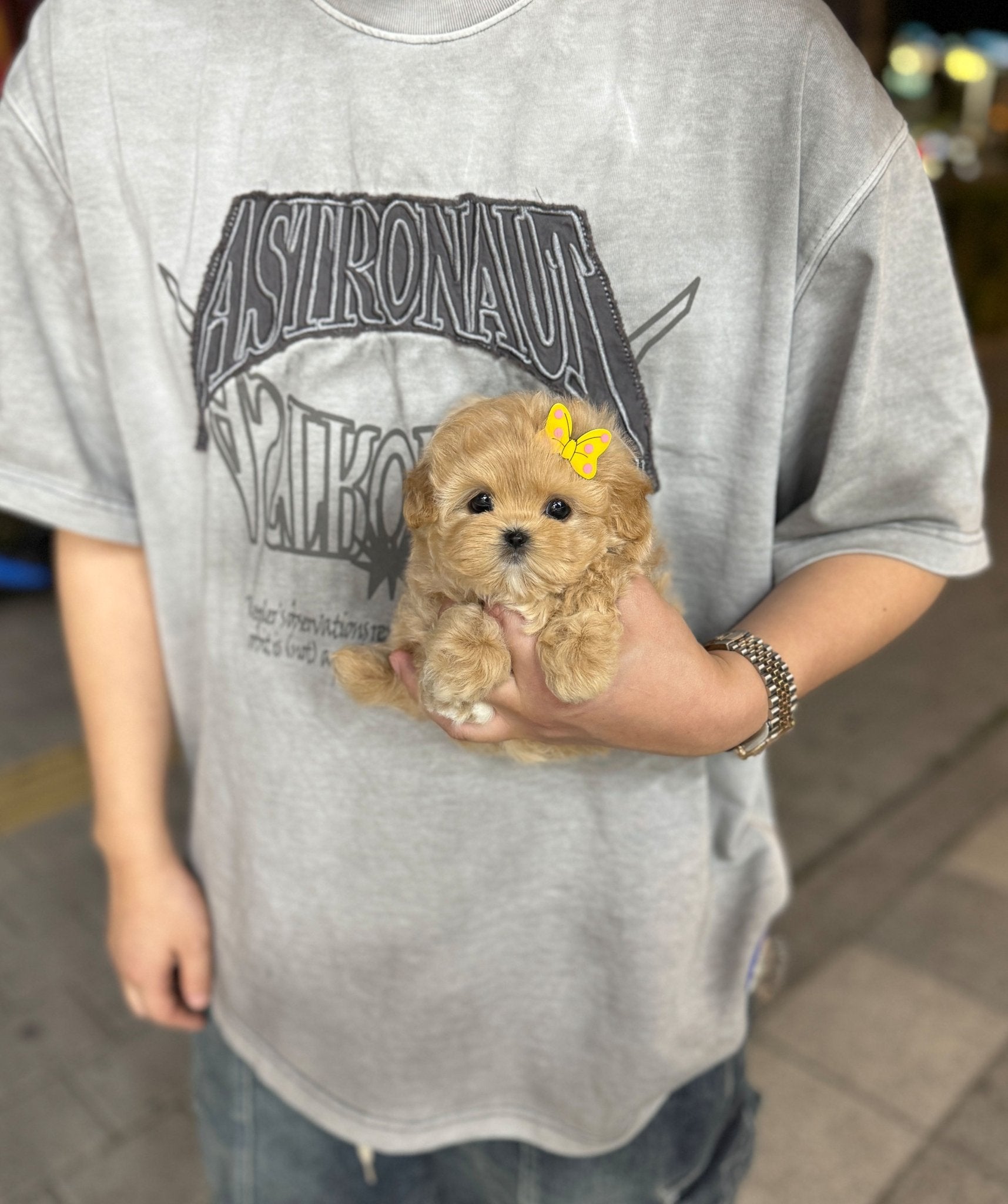 Maltipoo - Chloe(Female) - Beautiful puppy teacup puppy with adorable features available for adoption from Velydog