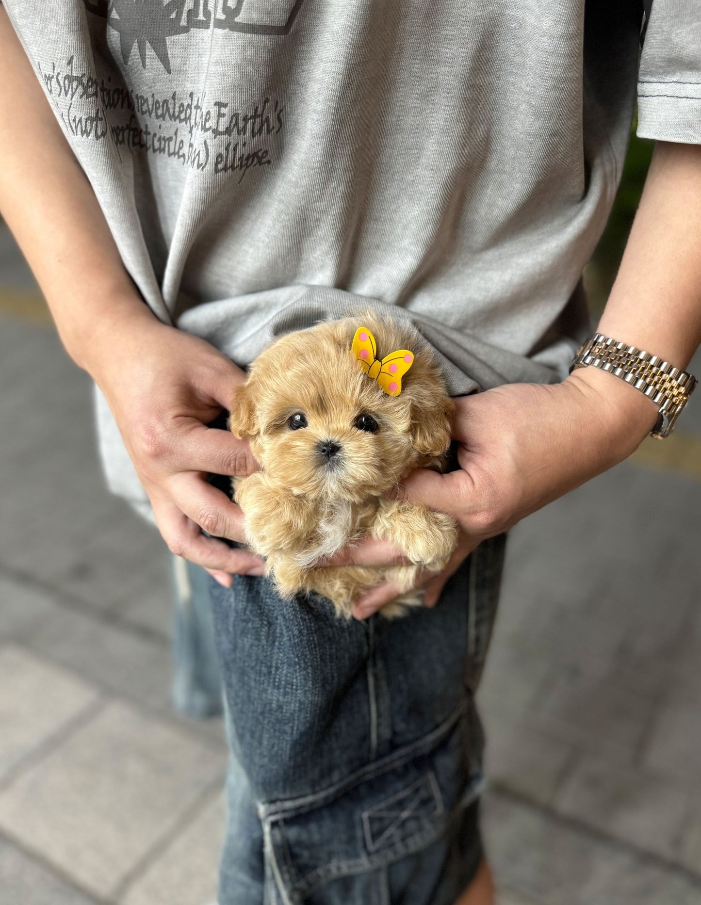 Maltipoo - Chloe(Female) - Beautiful puppy teacup puppy with adorable features available for adoption from Velydog