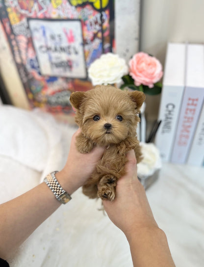 Maltipoo - Chodan(Male) - Beautiful puppy teacup puppy with adorable features available for adoption from Velydog