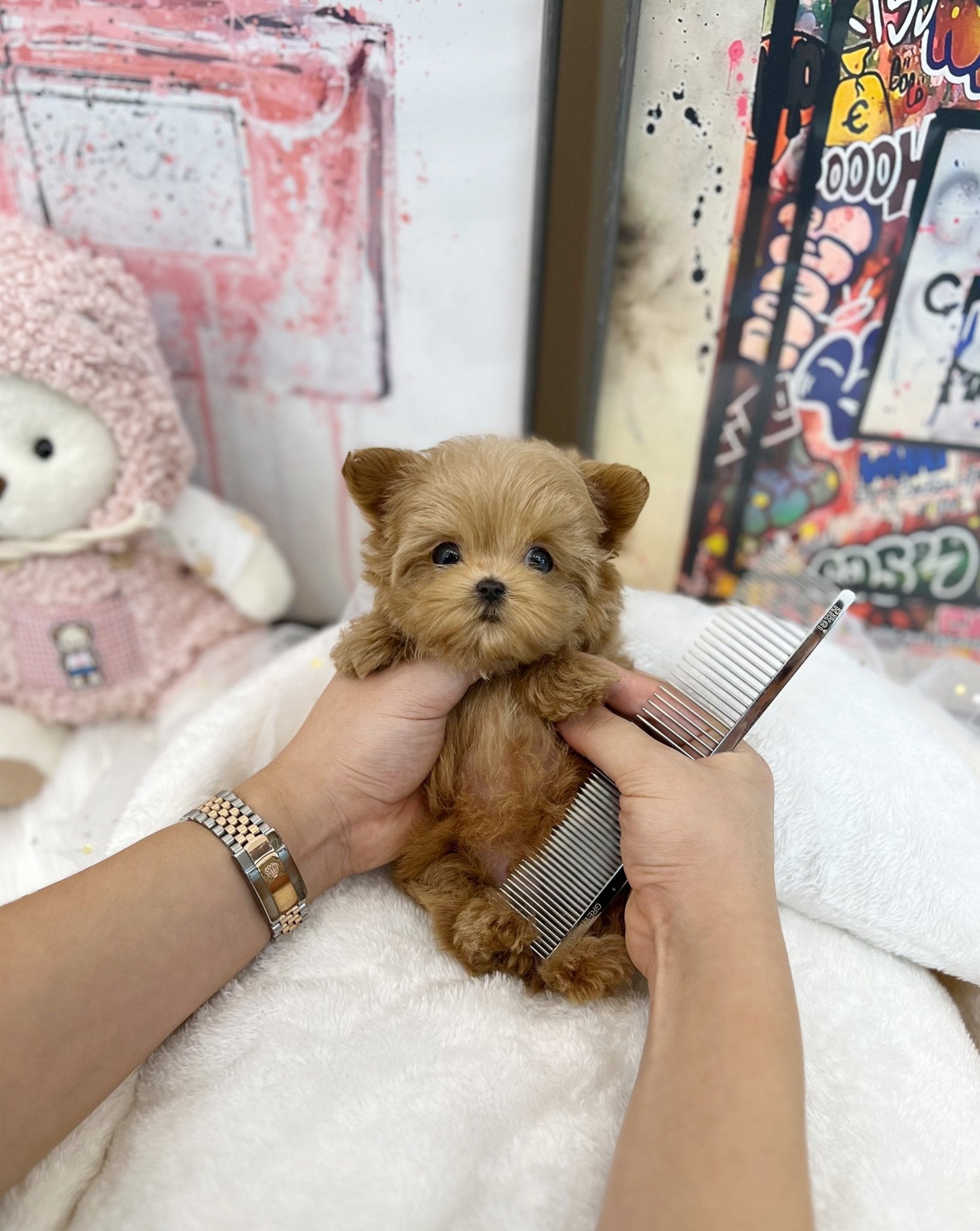 Maltipoo - Chodan(Male) - Beautiful puppy teacup puppy with adorable features available for adoption from Velydog