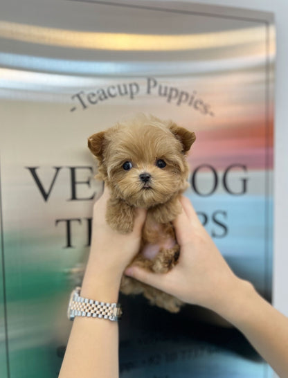 Maltipoo - Chodan(Male) - Beautiful puppy teacup puppy with adorable features available for adoption from Velydog