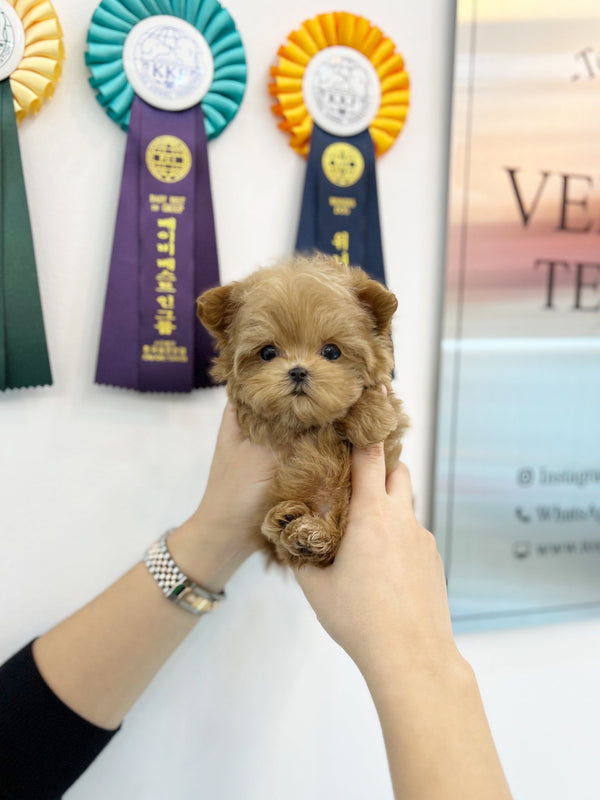 Maltipoo - Chodan(Male) - Beautiful puppy teacup puppy with adorable features available for adoption from Velydog