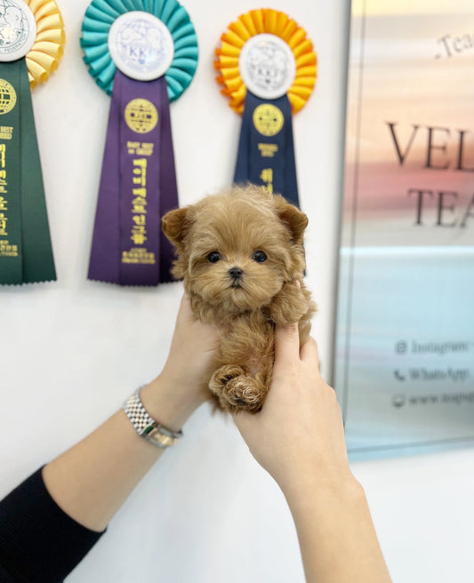 Maltipoo - Chodan(Male) - Beautiful puppy teacup puppy with adorable features available for adoption from Velydog