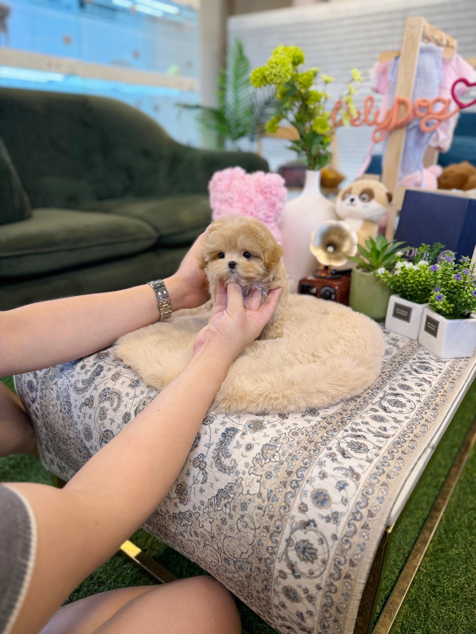Maltipoo - Chopa(Male) - Beautiful puppy teacup puppy with adorable features available for adoption from Velydog