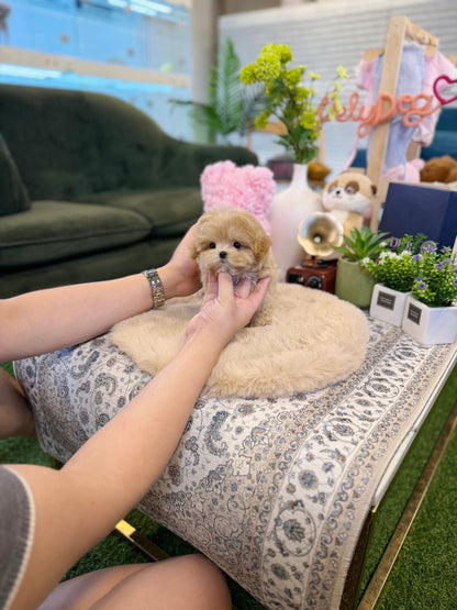 Maltipoo - Chopa(Male) - Beautiful puppy teacup puppy with adorable features available for adoption from Velydog