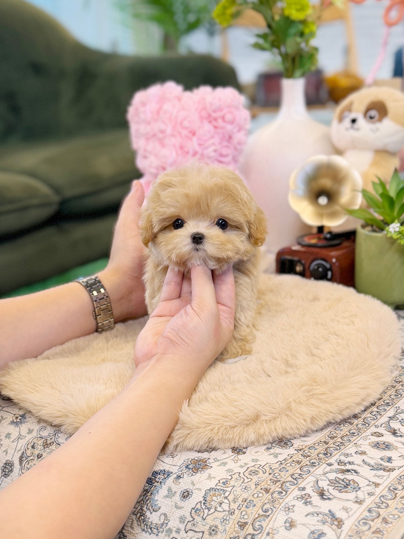 Maltipoo - Chopa(Male) - Beautiful puppy teacup puppy with adorable features available for adoption from Velydog