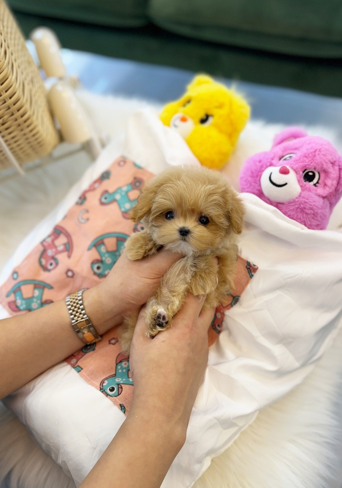 Maltipoo - Chovy(Female) - Beautiful puppy teacup puppy with adorable features available for adoption from Velydog