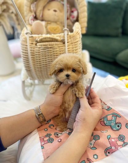 Maltipoo - Chovy(Female) - Beautiful puppy teacup puppy with adorable features available for adoption from Velydog