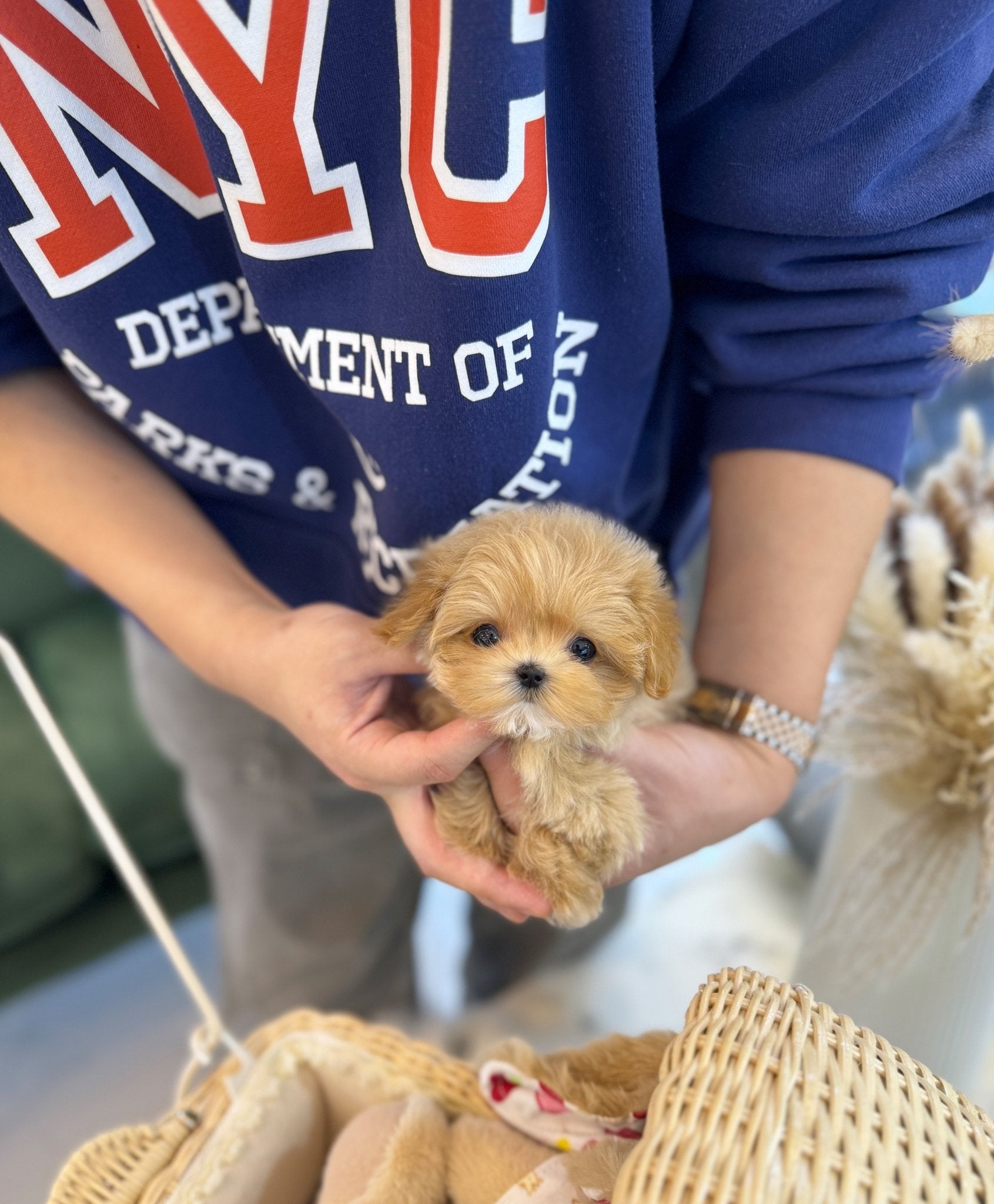 Maltipoo - Chovy(Female) - Beautiful puppy teacup puppy with adorable features available for adoption from Velydog