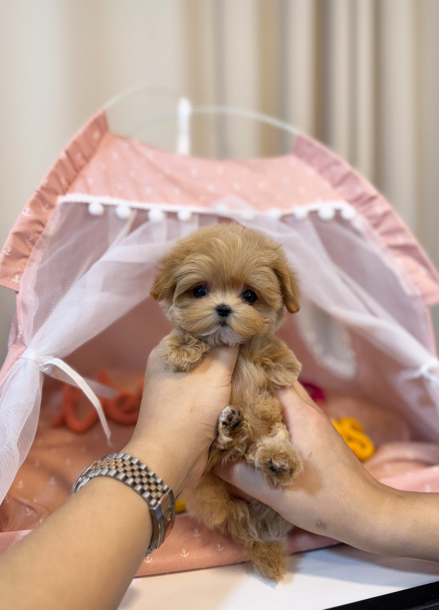 Maltipoo - Chovy(Female) - Beautiful puppy teacup puppy with adorable features available for adoption from Velydog