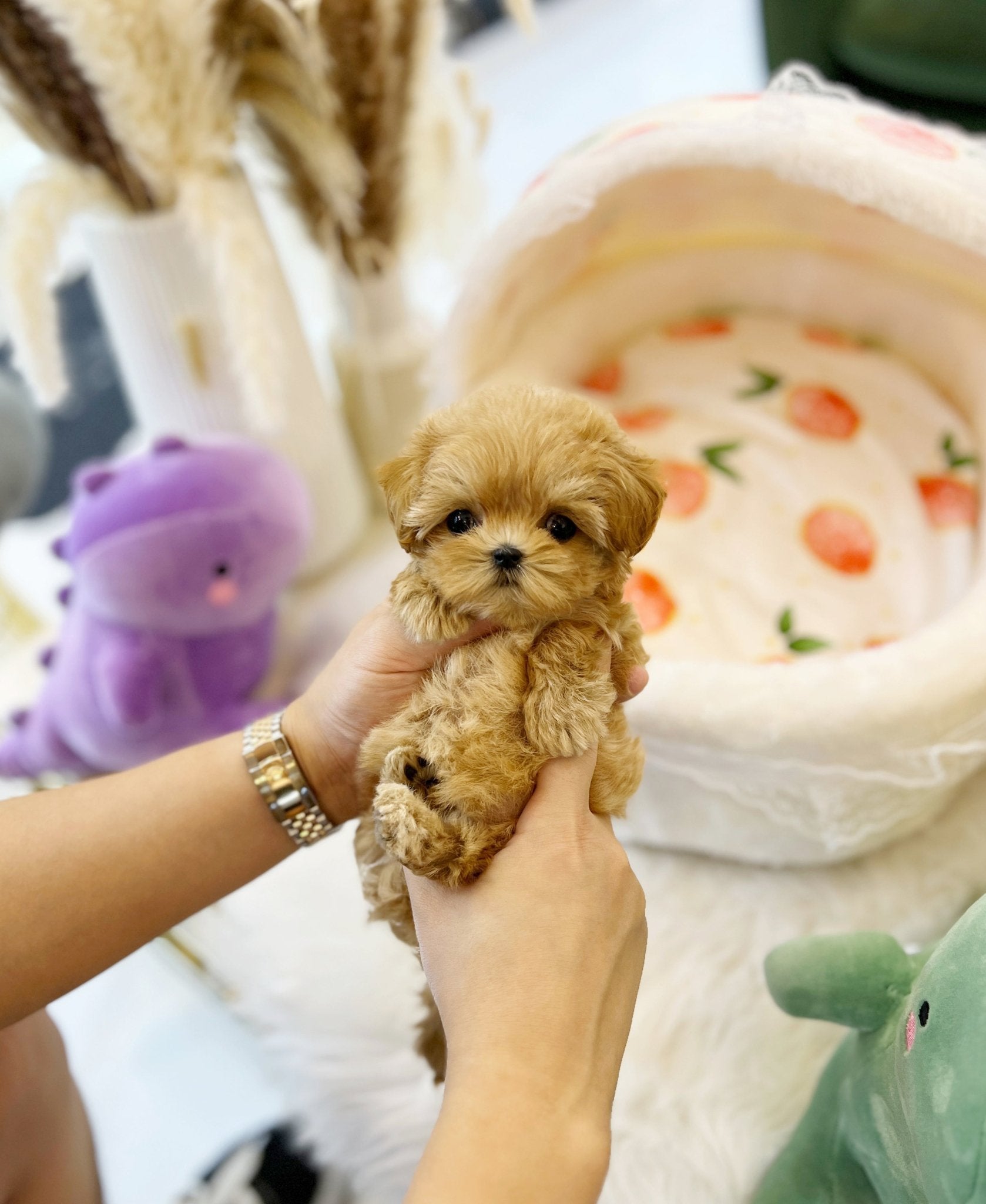 Maltipoo - Cinnamon(Female) - Beautiful puppy teacup puppy with adorable features available for adoption from Velydog