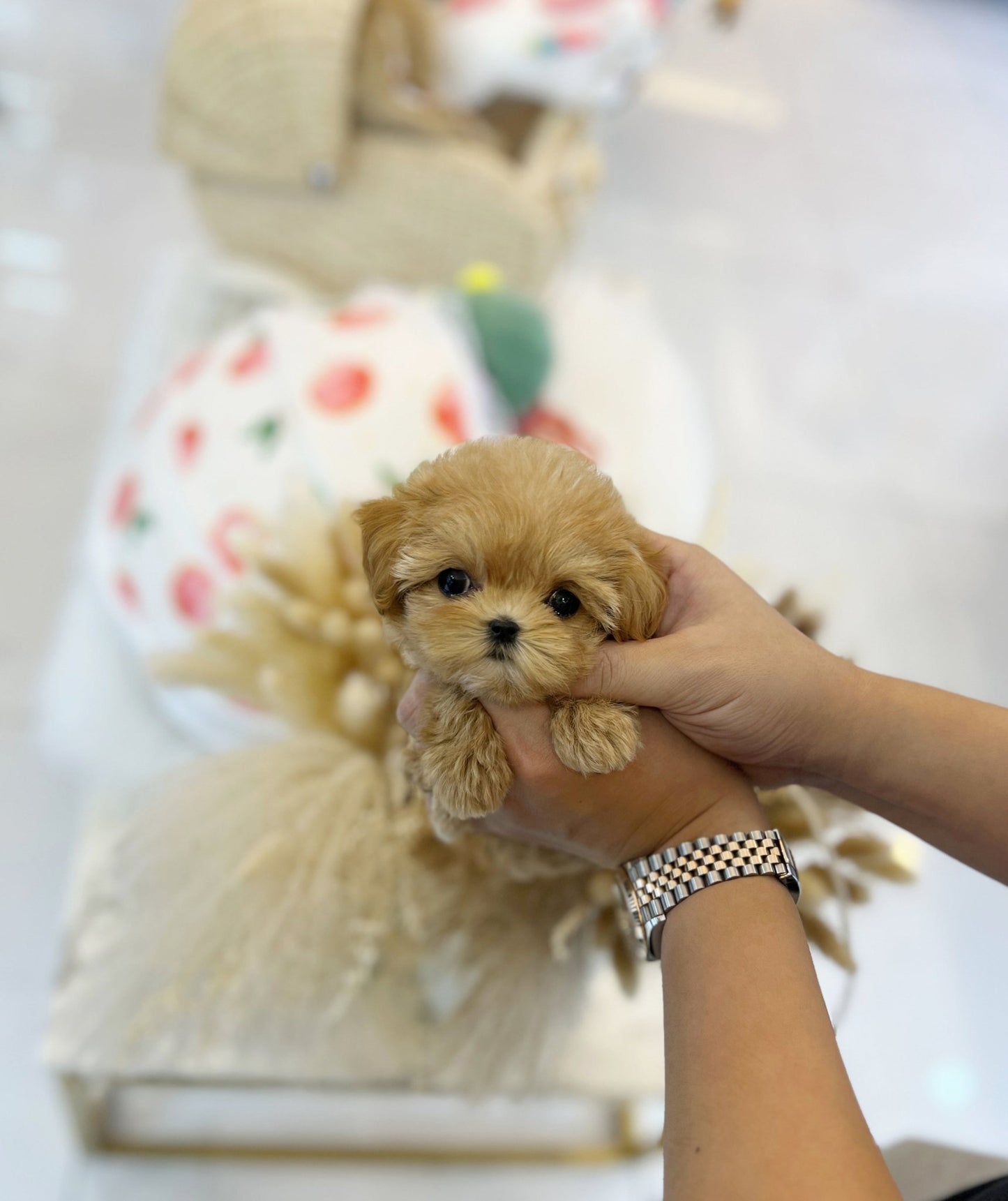 Maltipoo - Cinnamon(Female) - Beautiful puppy teacup puppy with adorable features available for adoption from Velydog