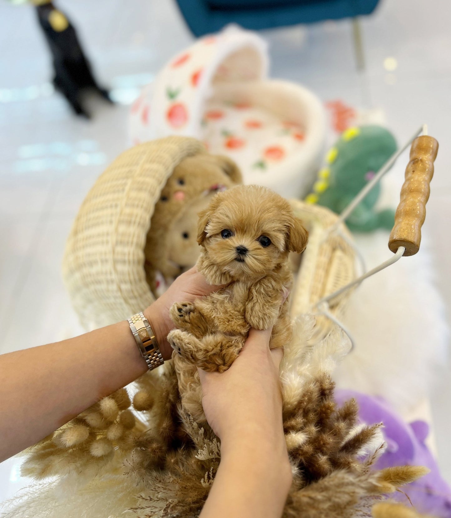 Maltipoo - Cinnamon(Female) - Beautiful puppy teacup puppy with adorable features available for adoption from Velydog