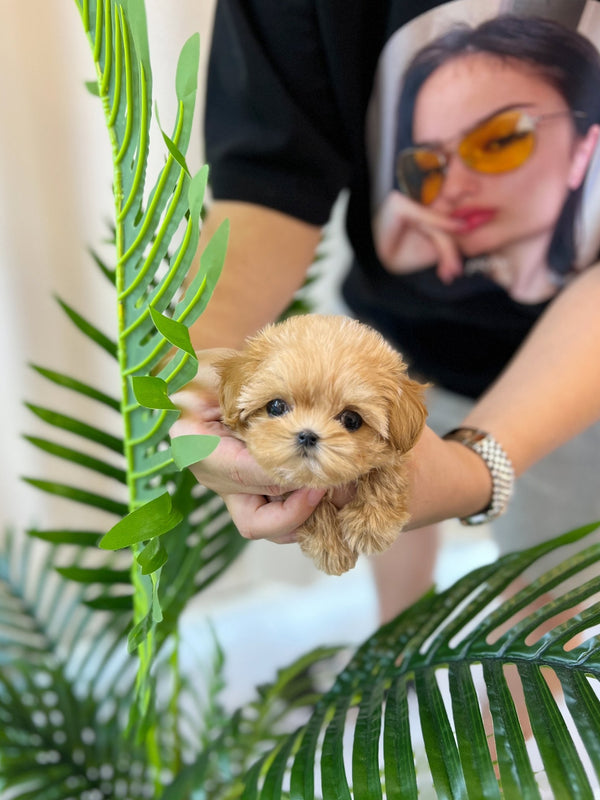 Maltipoo - Cinnamon(Female) - Beautiful puppy teacup puppy with adorable features available for adoption from Velydog