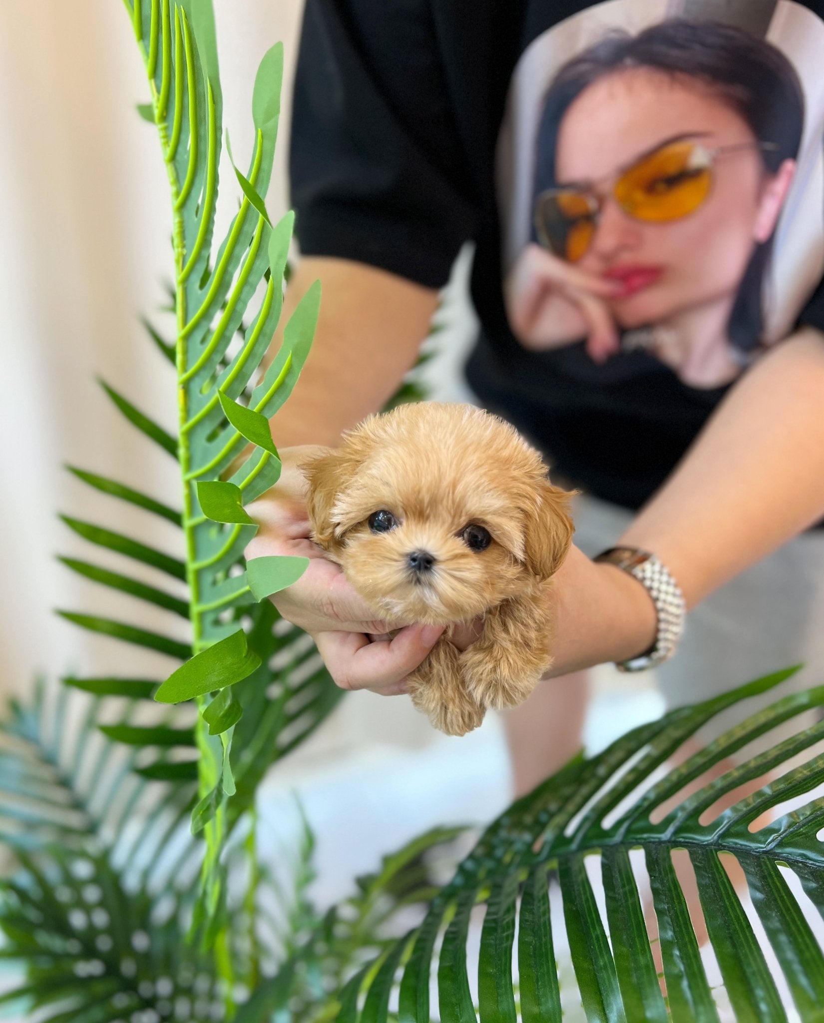 Maltipoo - Cinnamon(Female) - Beautiful puppy teacup puppy with adorable features available for adoption from Velydog