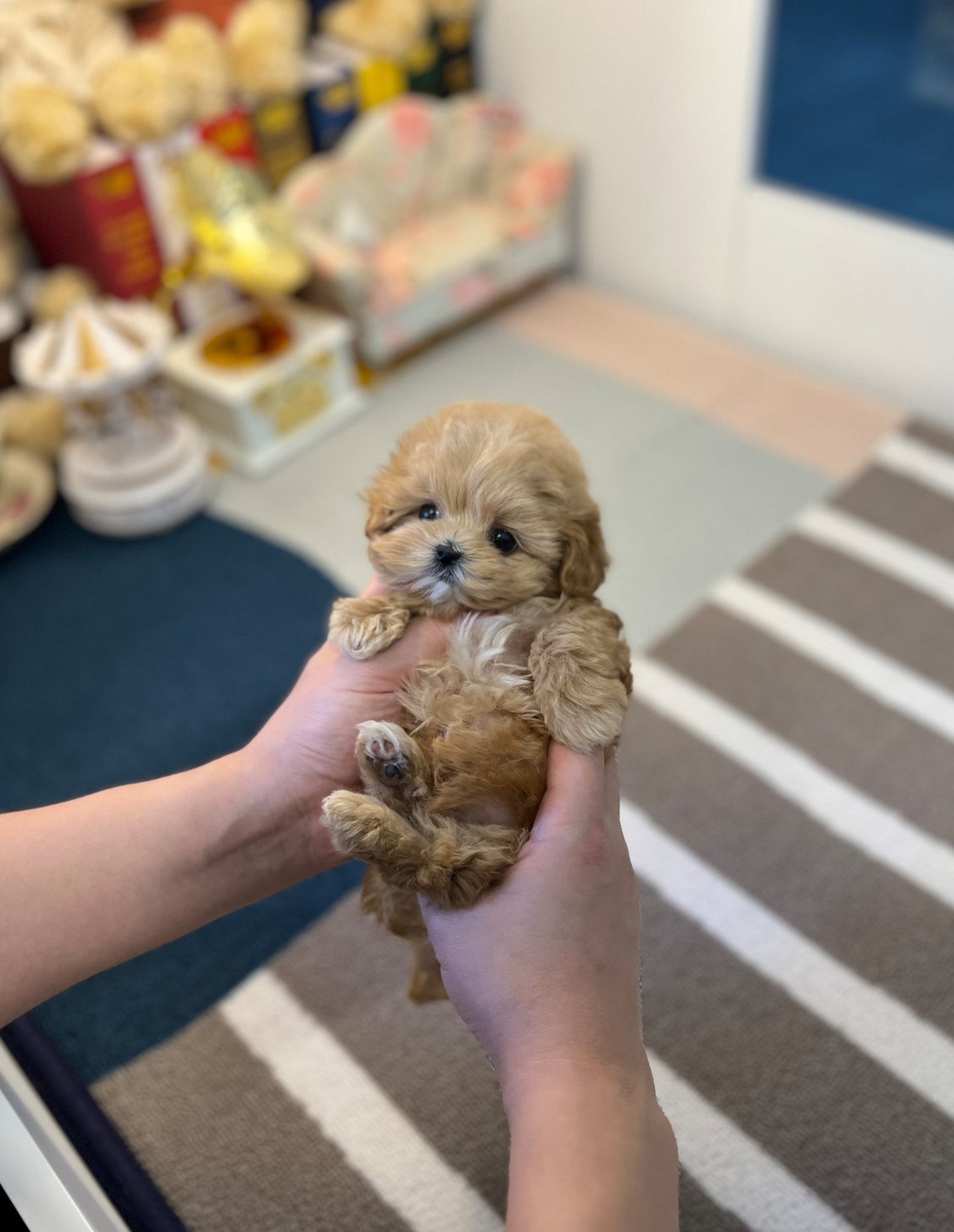 Maltipoo - CK - Beautiful puppy teacup puppy with adorable features available for adoption from Velydog