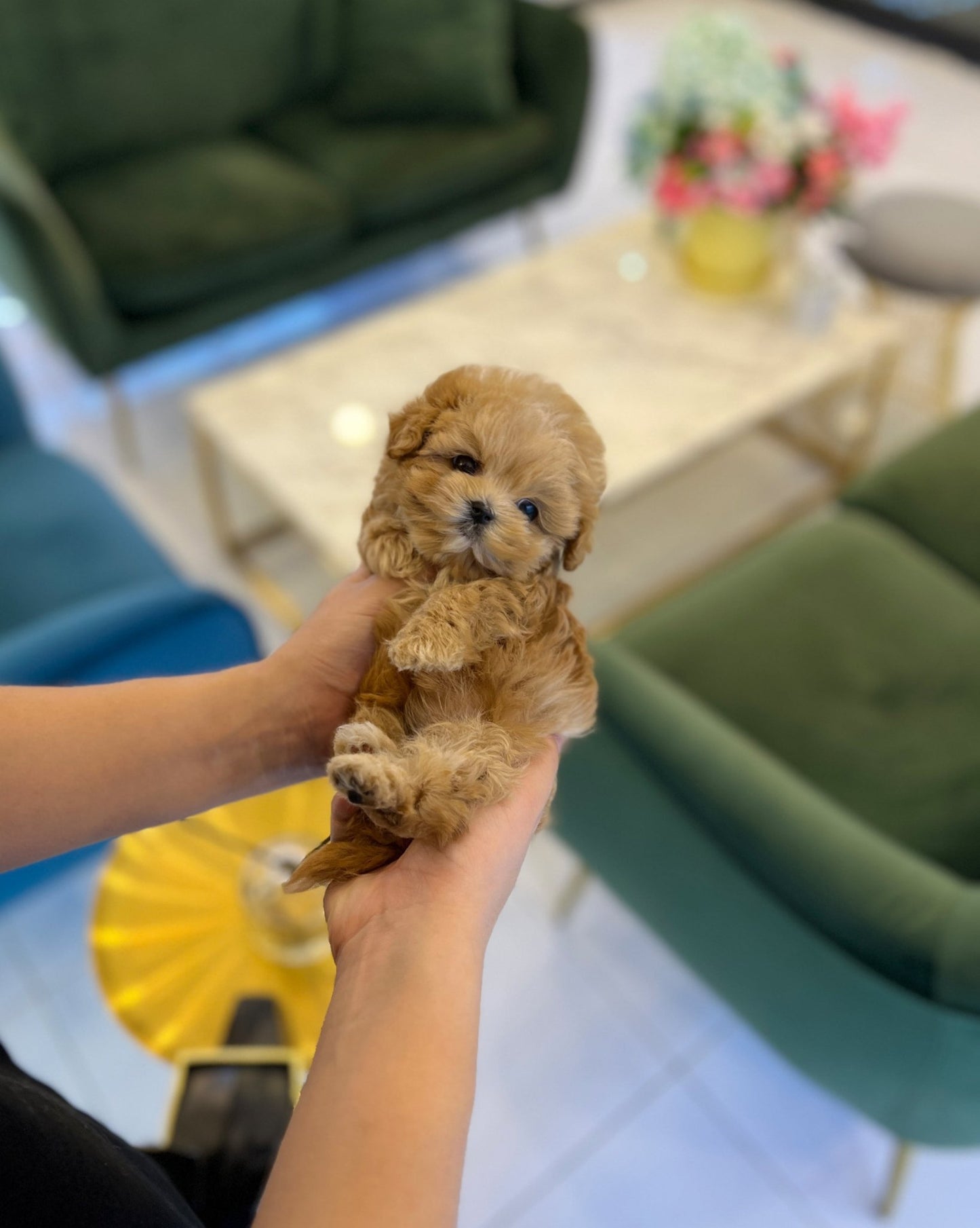 Maltipoo - CK - Beautiful puppy teacup puppy with adorable features available for adoption from Velydog