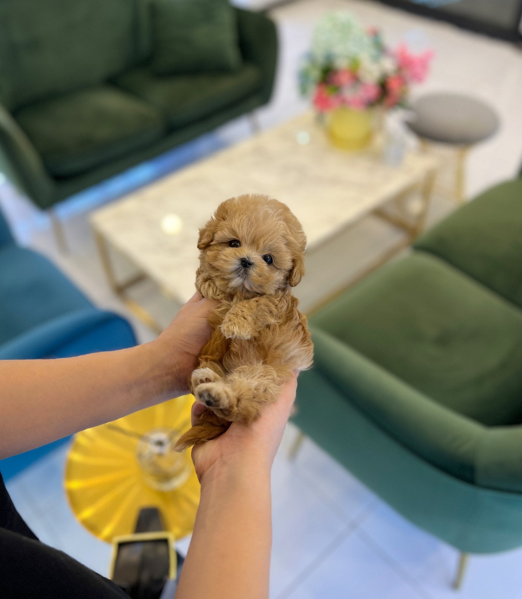 Maltipoo - CK - Beautiful puppy teacup puppy with adorable features available for adoption from Velydog