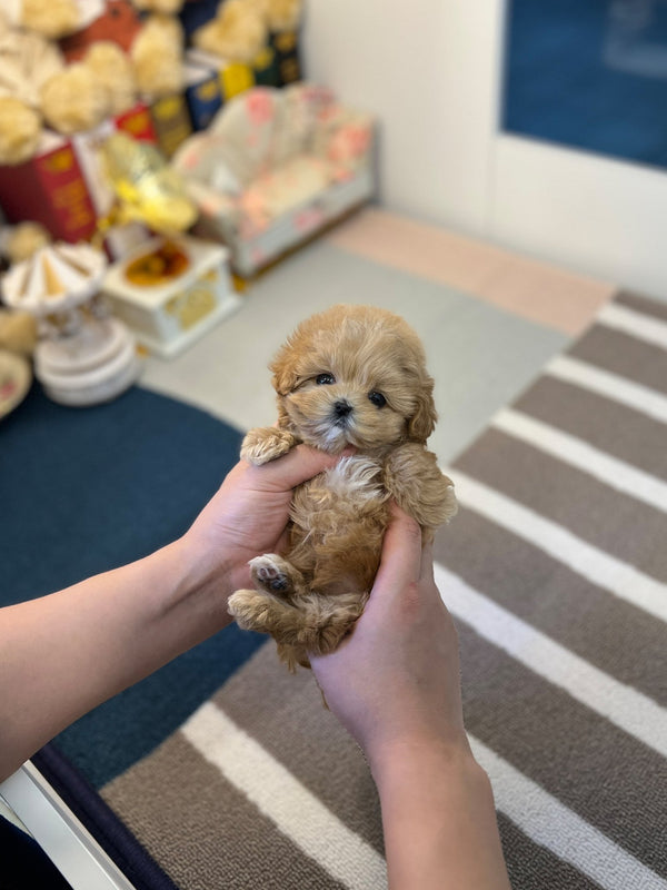 Maltipoo - CK - Beautiful puppy teacup puppy with adorable features available for adoption from Velydog