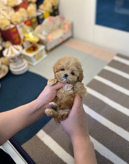 Maltipoo - CK - Beautiful puppy teacup puppy with adorable features available for adoption from Velydog