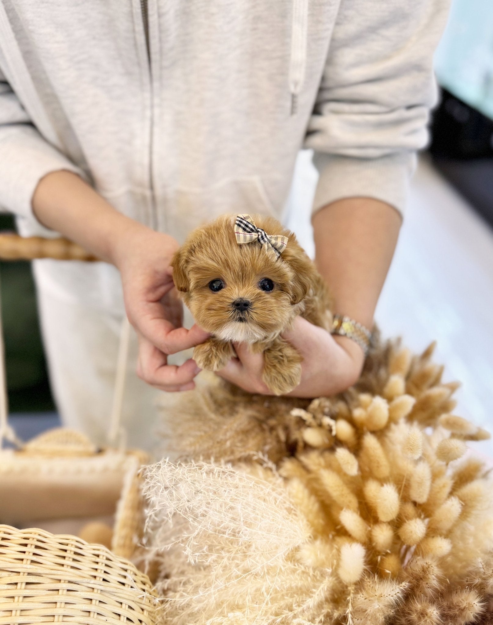 Maltipoo - Clara(Female) - Beautiful puppy teacup puppy with adorable features available for adoption from Velydog