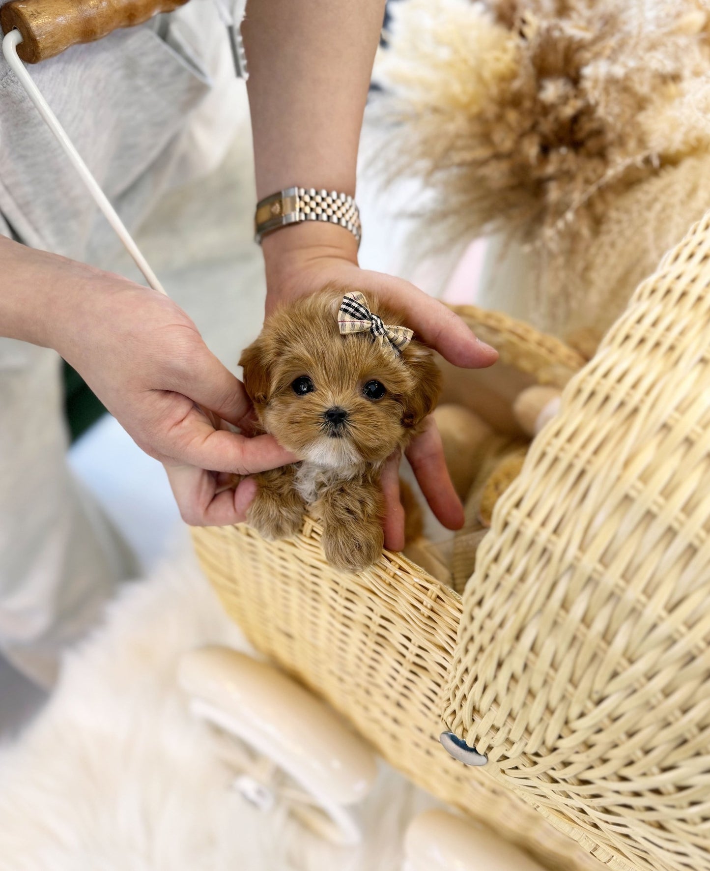 Maltipoo - Clara(Female) - Beautiful puppy teacup puppy with adorable features available for adoption from Velydog