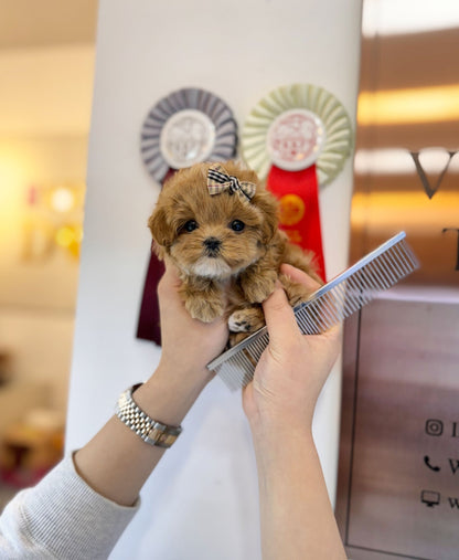 Maltipoo - Clara(Female) - Beautiful puppy teacup puppy with adorable features available for adoption from Velydog