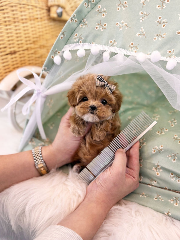 Maltipoo - Clara(Female) - Beautiful puppy teacup puppy with adorable features available for adoption from Velydog