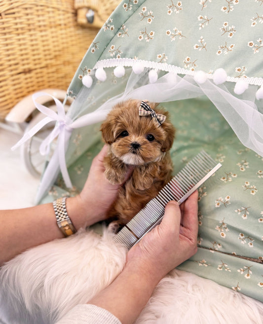 Maltipoo - Clara(Female) - Beautiful puppy teacup puppy with adorable features available for adoption from Velydog