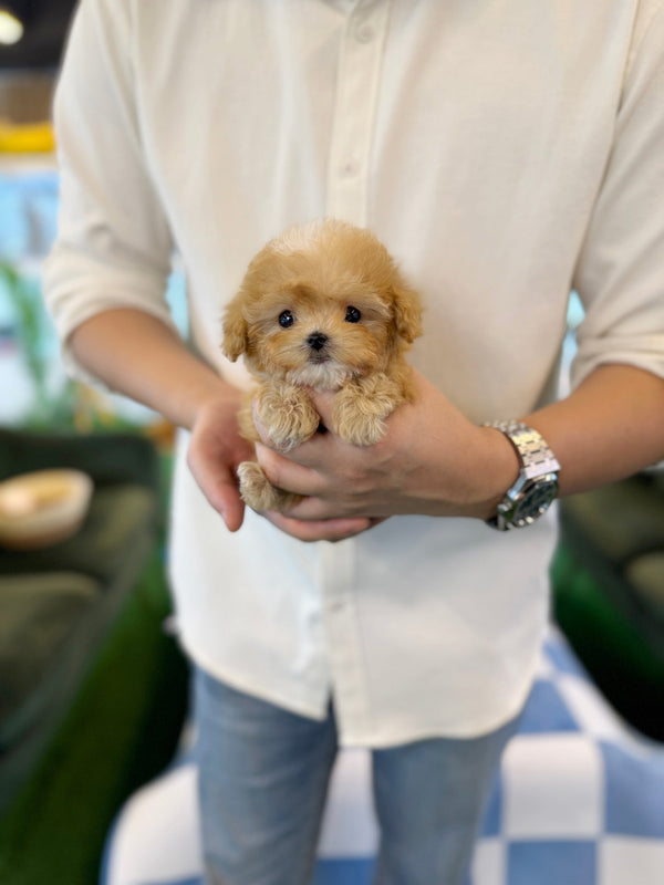 Maltipoo - Cloudy(Male) - Beautiful puppy teacup puppy with adorable features available for adoption from Velydog