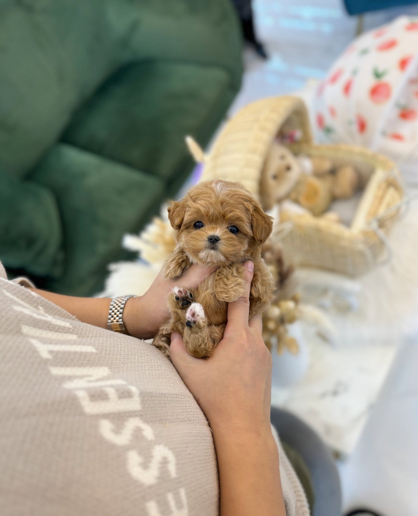 Maltipoo - Coa(Female) - Beautiful puppy teacup puppy with adorable features available for adoption from Velydog