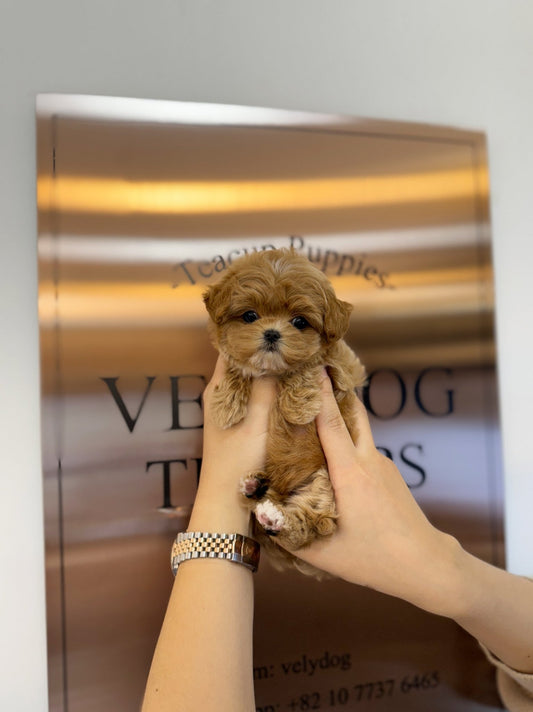 Maltipoo - Coa(Female) - Beautiful puppy teacup puppy with adorable features available for adoption from Velydog