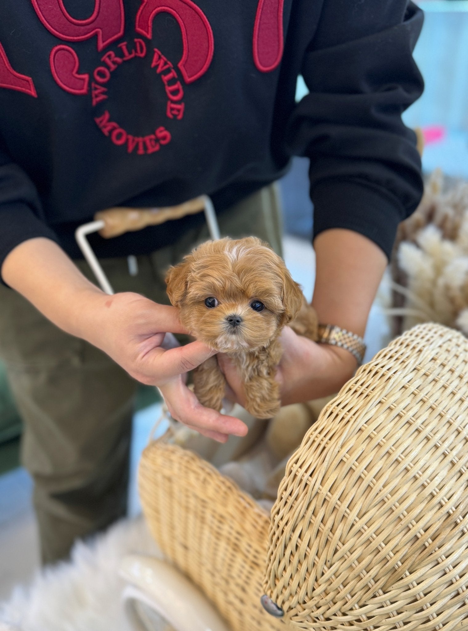 Maltipoo - Coa(Female) - Beautiful puppy teacup puppy with adorable features available for adoption from Velydog