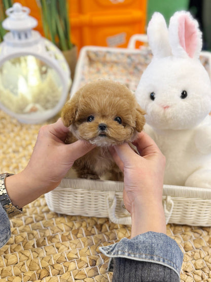 Maltipoo - Coco(Female) - Beautiful puppy teacup puppy with adorable features available for adoption from Velydog