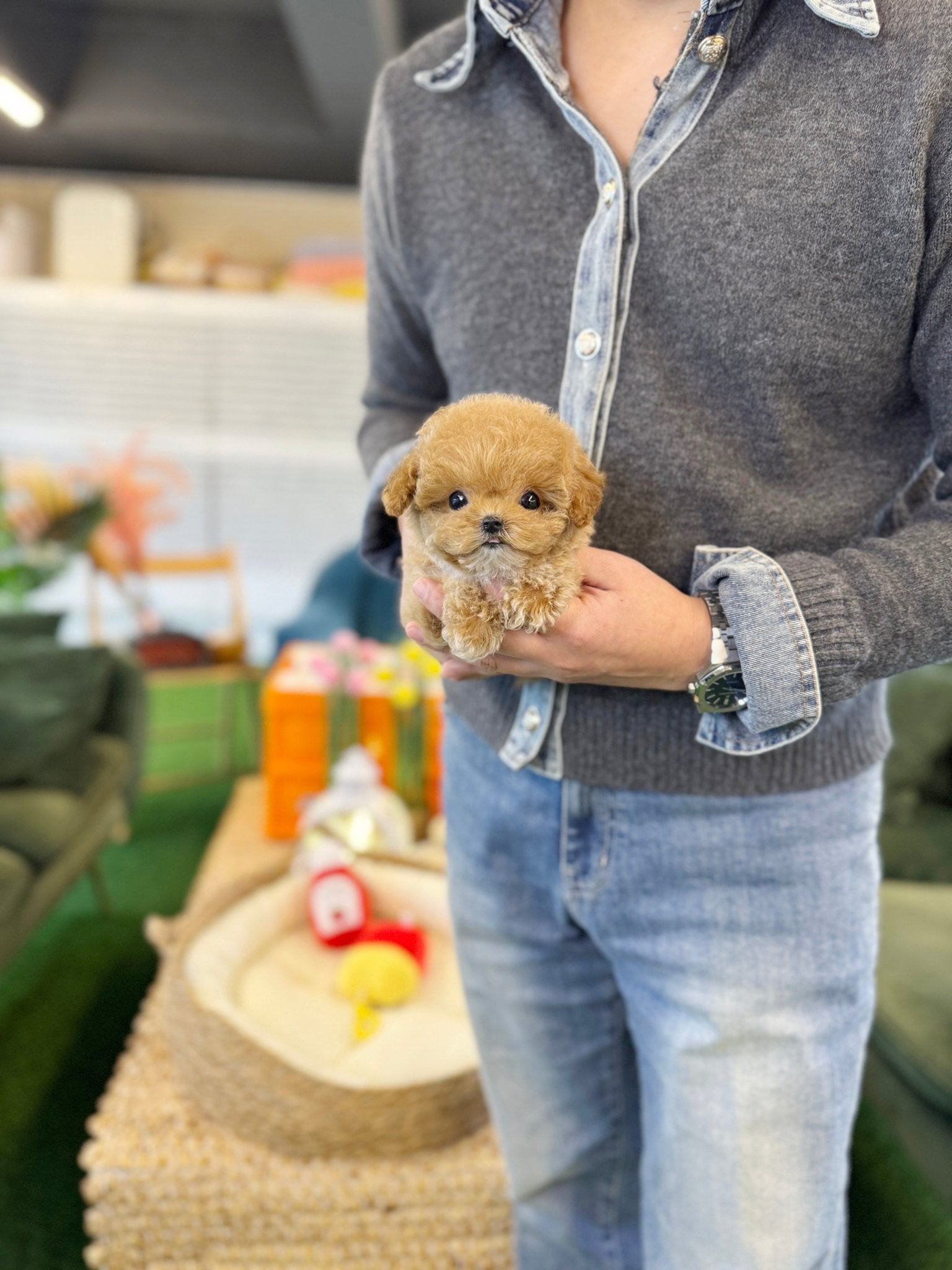 Maltipoo - Coco(Female) - Beautiful puppy teacup puppy with adorable features available for adoption from Velydog