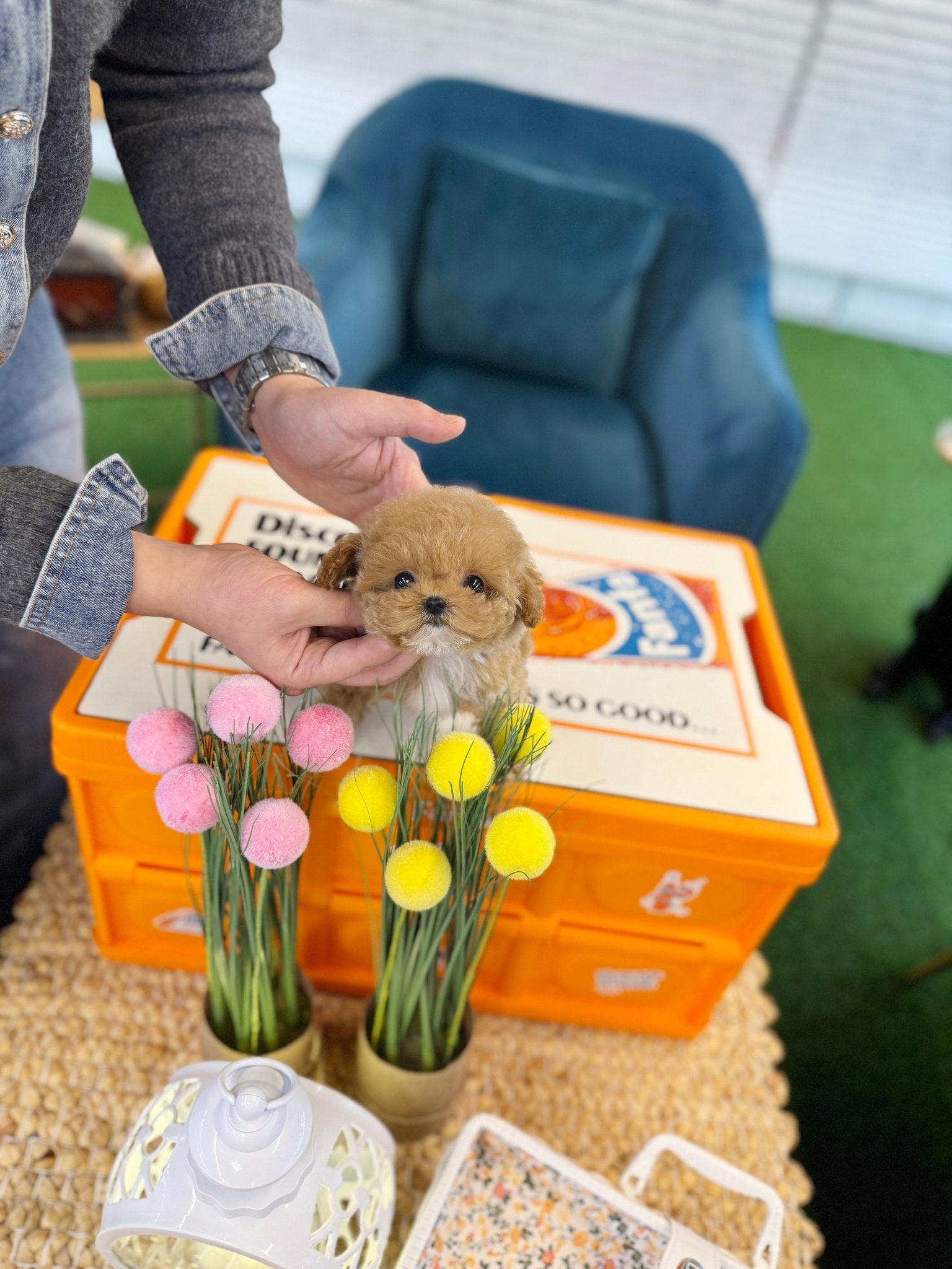 Maltipoo - Coco(Female) - Beautiful puppy teacup puppy with adorable features available for adoption from Velydog