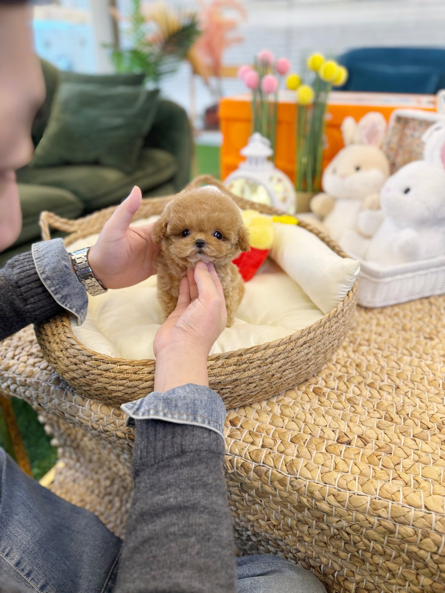 Maltipoo - Coco(Female) - Beautiful puppy teacup puppy with adorable features available for adoption from Velydog