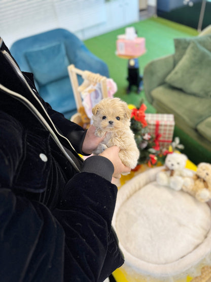 Maltipoo - Cody(Female) - Beautiful puppy teacup puppy with adorable features available for adoption from Velydog