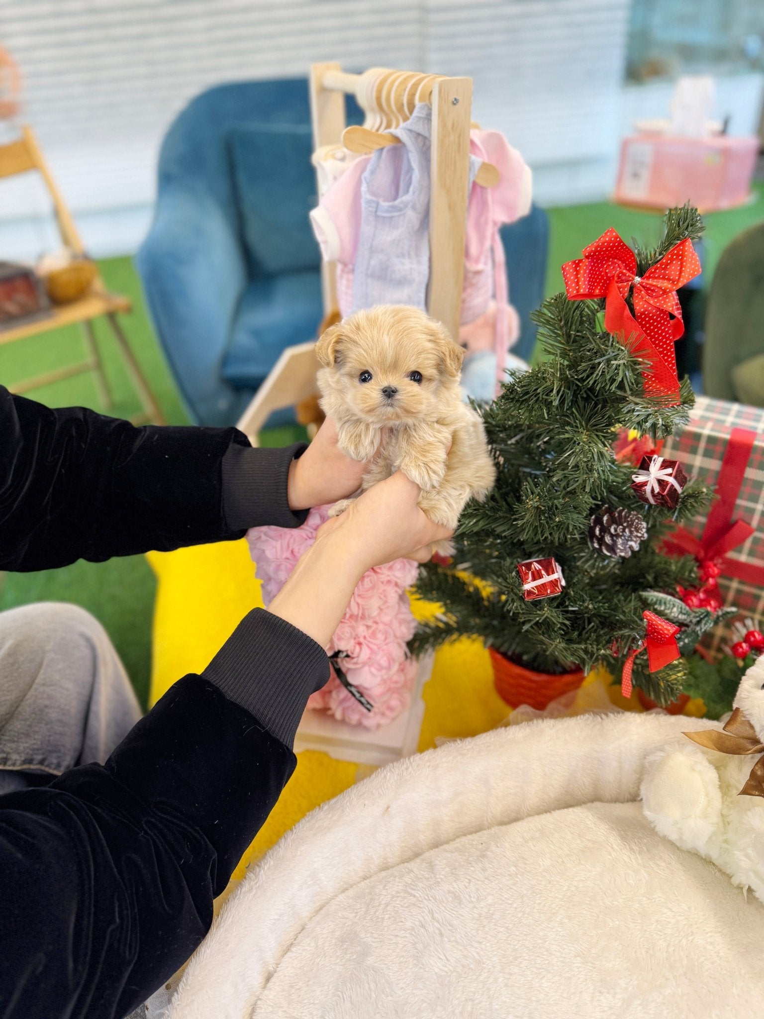 Maltipoo - Cody(Female) - Beautiful puppy teacup puppy with adorable features available for adoption from Velydog