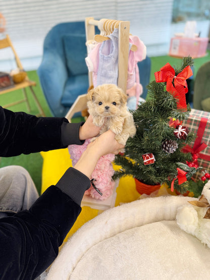 Maltipoo - Cody(Female) - Beautiful puppy teacup puppy with adorable features available for adoption from Velydog