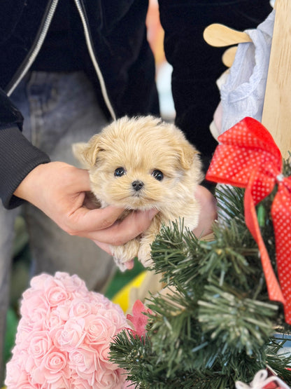 Maltipoo - Cody(Female) - Beautiful puppy teacup puppy with adorable features available for adoption from Velydog