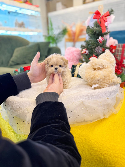 Maltipoo - Cody(Female) - Beautiful puppy teacup puppy with adorable features available for adoption from Velydog