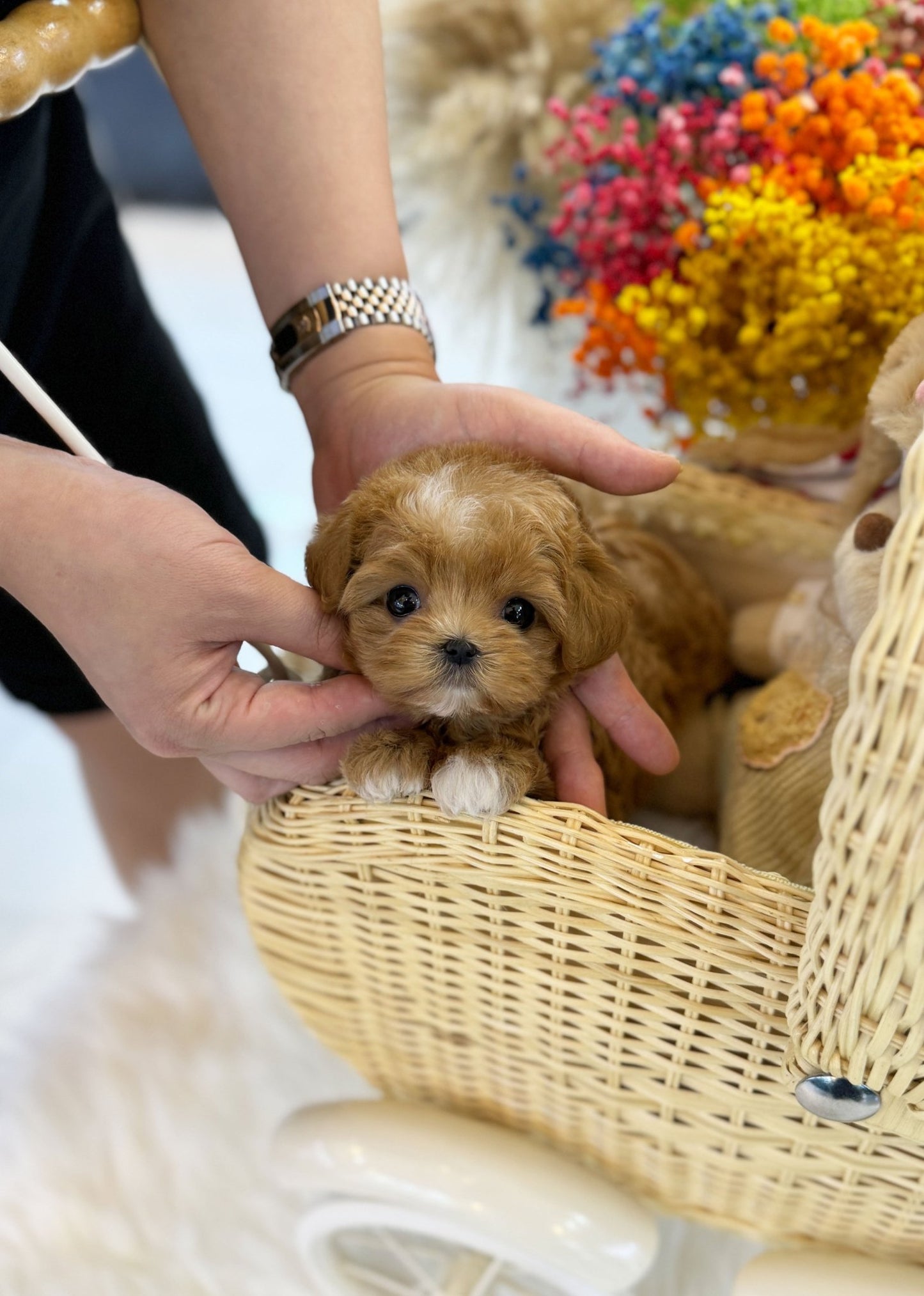 Maltipoo - Coffee(Female) - Beautiful puppy teacup puppy with adorable features available for adoption from Velydog