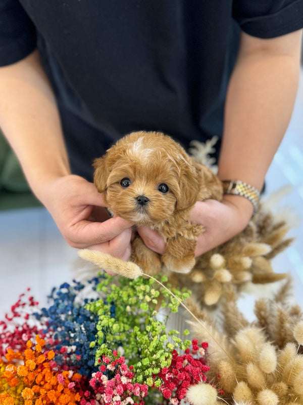 Maltipoo - Coffee(Female) - Beautiful puppy teacup puppy with adorable features available for adoption from Velydog